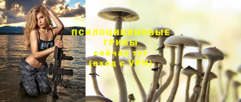 Галлюциногенные грибы MAGIC MUSHROOMS  сколько стоит  Глазов 