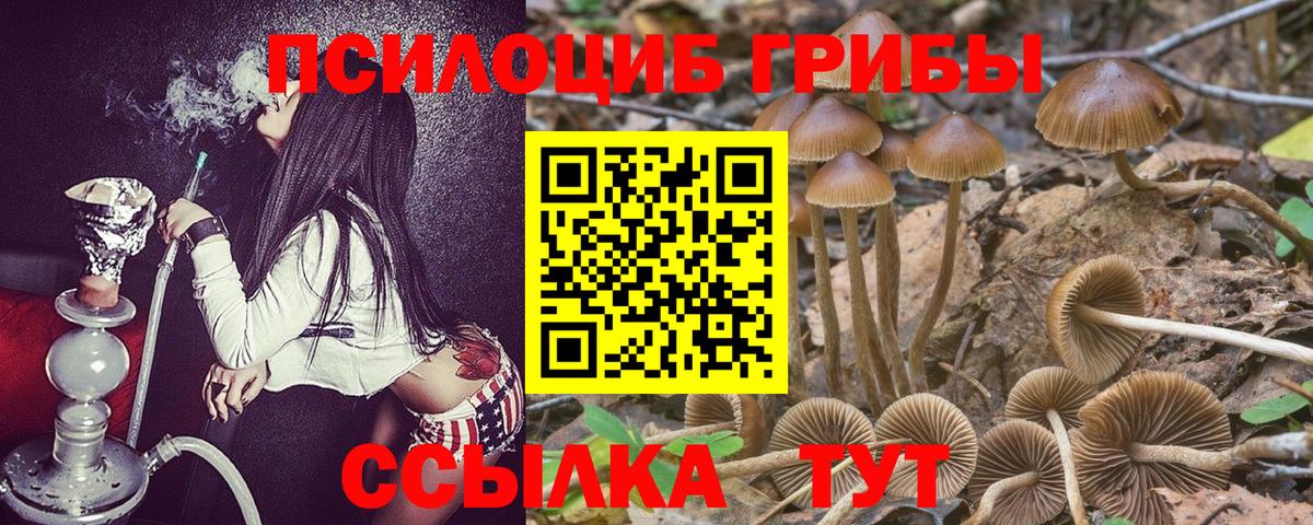 что такое   Глазов  Псилоцибиновые грибы MAGIC MUSHROOMS 